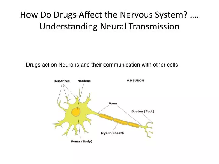 how do drugs affect the nervous system understanding neural transmission