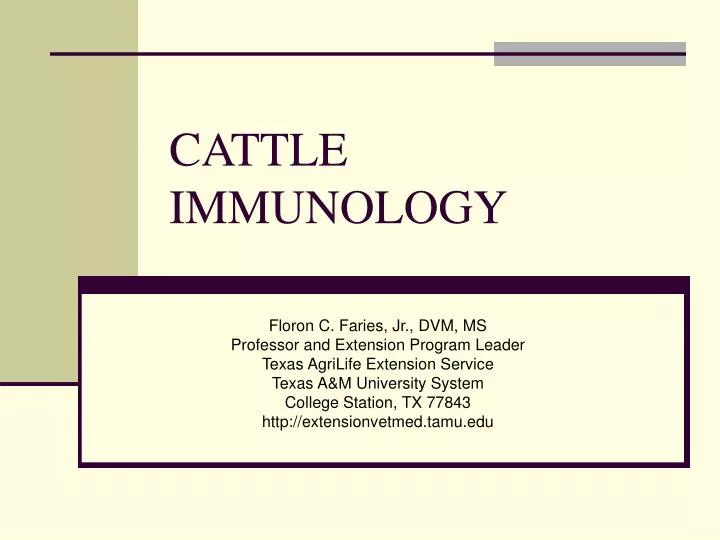 cattle immunology