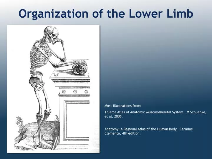 organization of the lower limb