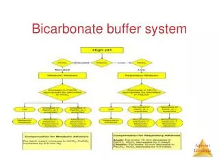 Bicarbonate buffer system