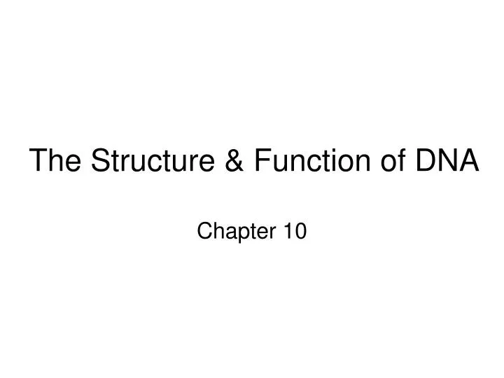 the structure function of dna