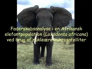 Faderskabsanalyse i en Afrikansk elefantpopulation ( Loxodonta africana ) ved brug af nukleære mikrosatelliter