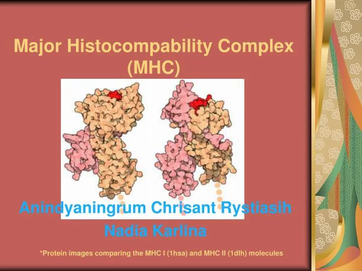 major histocompability complex mhc