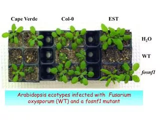 Arabidopsis ecotypes infected with Fusarium oxysporum (WT) and a fosnf1 mutant