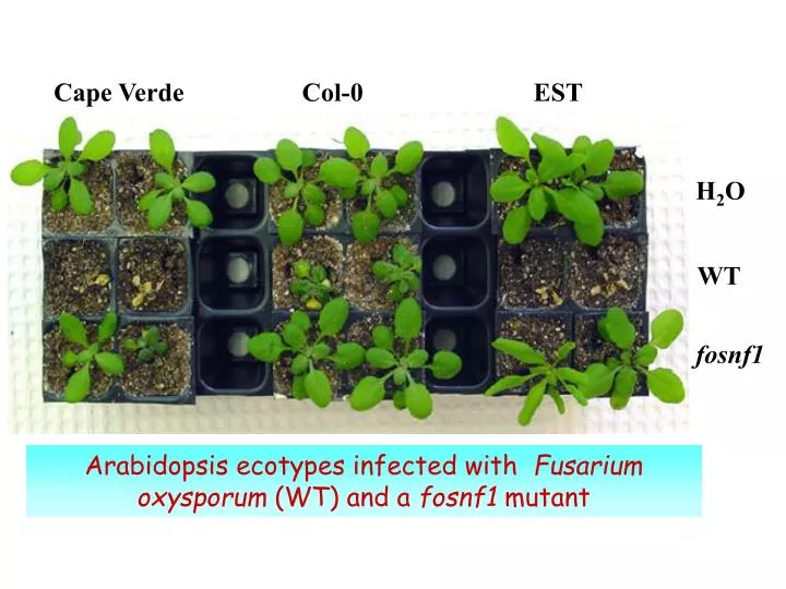 arabidopsis ecotypes infected with fusarium oxysporum wt and a fosnf1 mutant