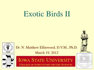 Exotic Birds II