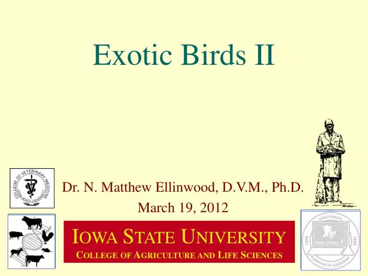exotic birds ii