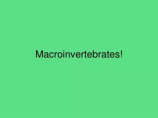 Macroinvertebrates!