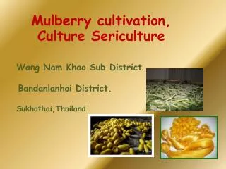 Mulberry cultivation, Culture Sericulture
