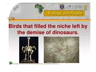 Birds that filled the niche left by the demise of dinosaurs.