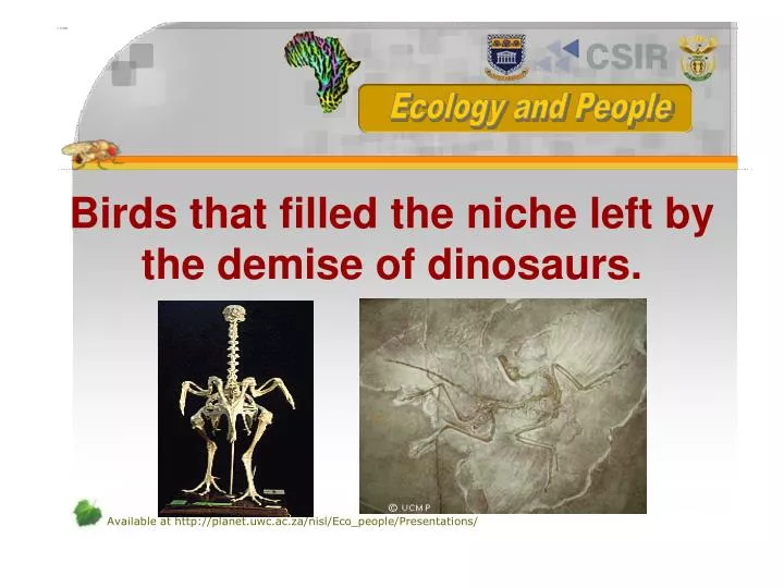 birds that filled the niche left by the demise of dinosaurs