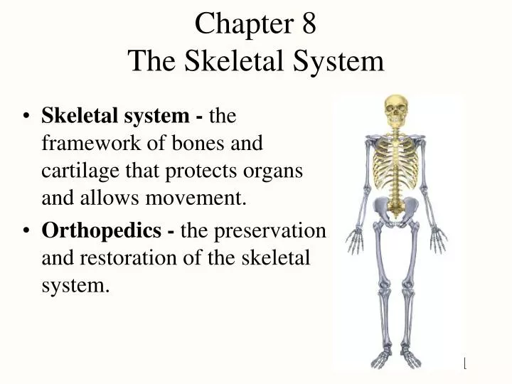 chapter 8 the skeletal system