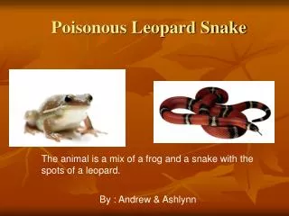 Poisonous Leopard Snake