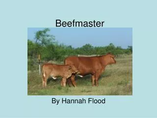 Beefmaster