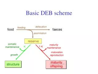 Basic DEB scheme
