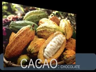 cacao chocolate