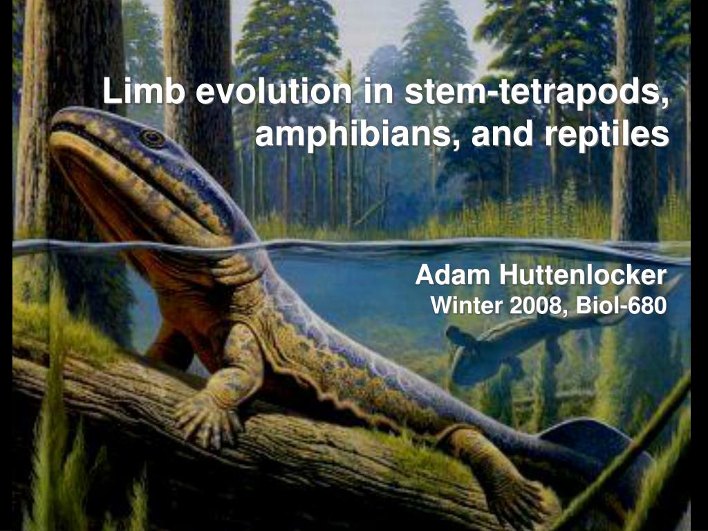 PPT - Limb evolution in stem-tetrapods, amphibians, and reptiles ...