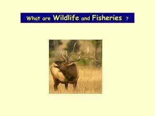 What are Wildlife and Fisheries ?