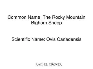 Common Name: The Rocky Mountain Bighorn Sheep Scientific Name: Ovis Canadensis