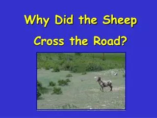 Why Did the Sheep Cross the Road?