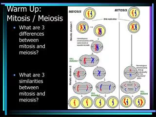warm up mitosis meiosis