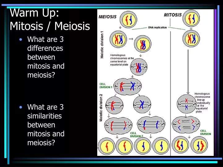 warm up mitosis meiosis