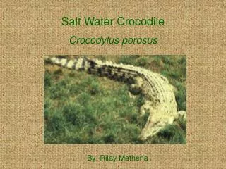 Salt Water Crocodile Crocodylus porosus