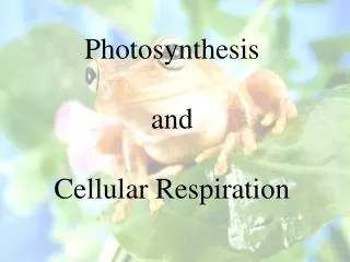 Photosynthesis and Cellular Respiration