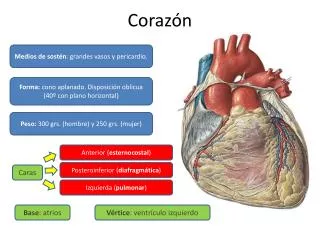 coraz n