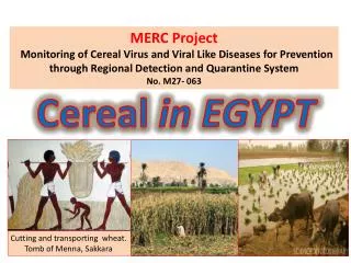 Cereal in EGYPT