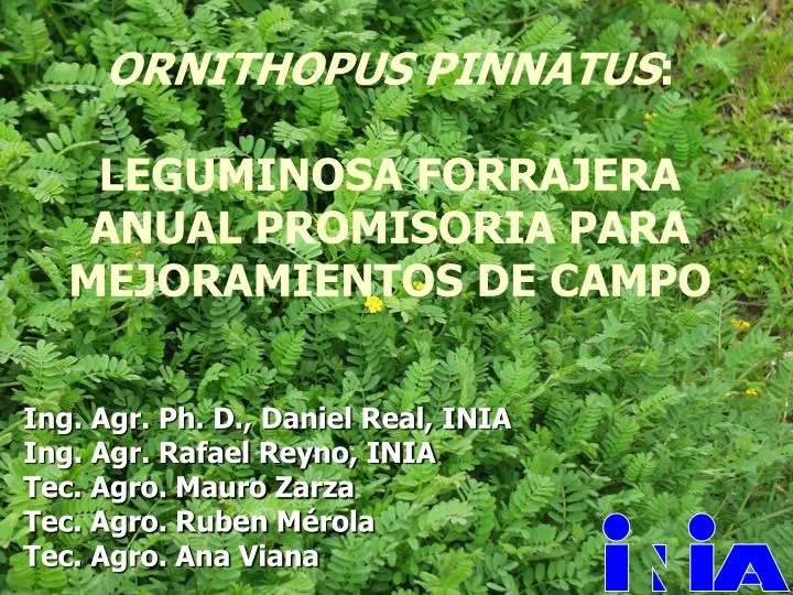 ornithopus pinnatus leguminosa forrajera anual promisoria para mejoramientos de campo