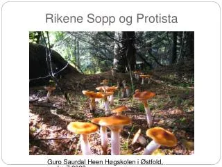 rikene sopp og protista