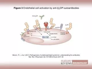 Figure 3 Endothelial cell activation by anti?? 2 GPI autoantibodies