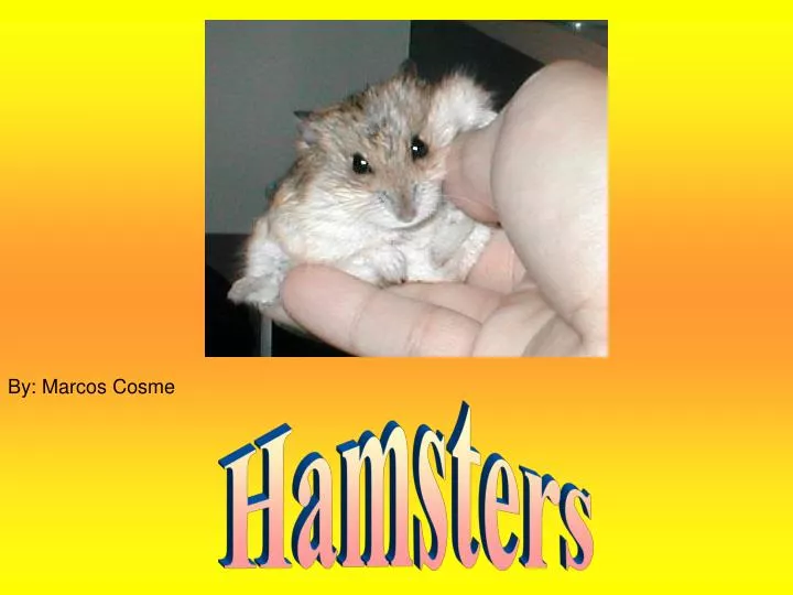 PPT - All About Hamsters PowerPoint Presentation, free download