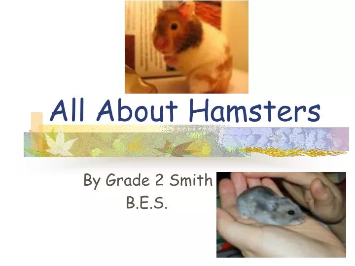 all about hamsters