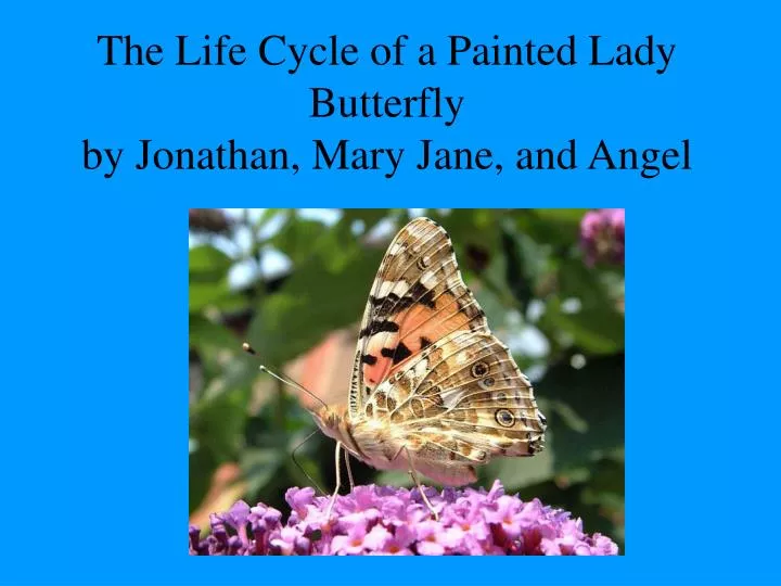 the life cycle of a painted lady butterfly by jonathan mary jane and angel