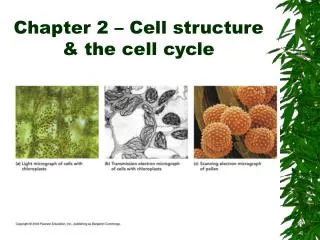 Chapter 2 – Cell structure &amp; the cell cycle