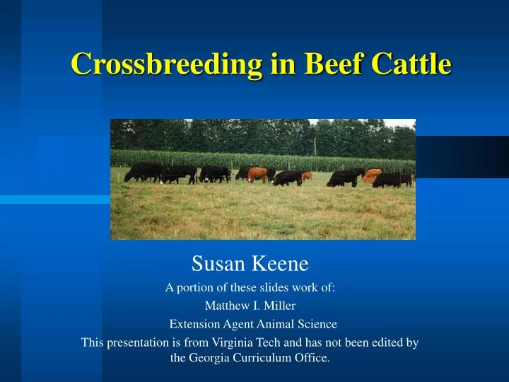 crossbreeding in beef cattle