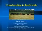 Crossbreeding in Beef Cattle - slide 1