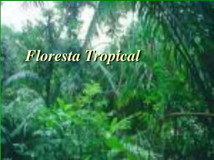 floresta tropical