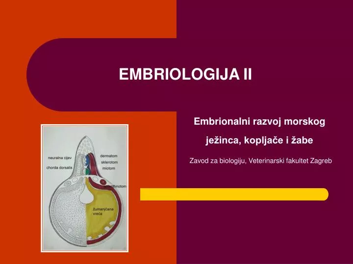 embriologija ii