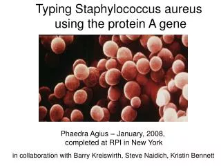 Typing Staphylococcus aureus using the protein A gene