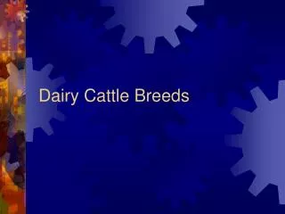 Dairy Cattle Breeds
