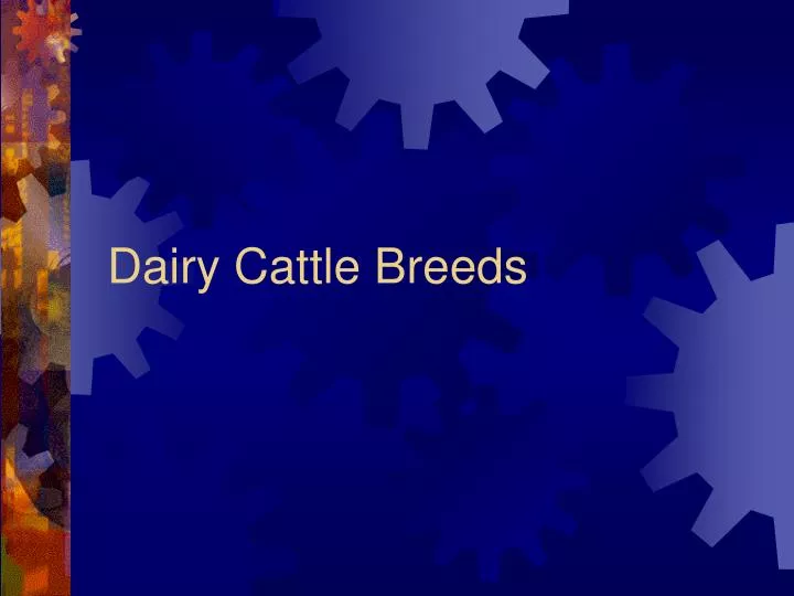 dairy cattle breeds