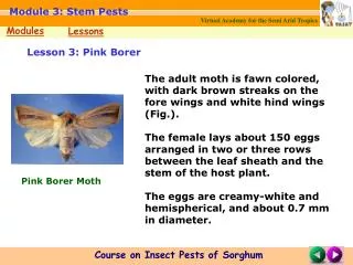 Lesson 3: Pink Borer