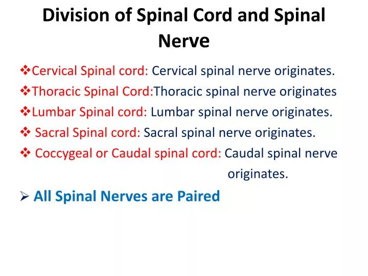 division of spinal cord and spinal ner ve