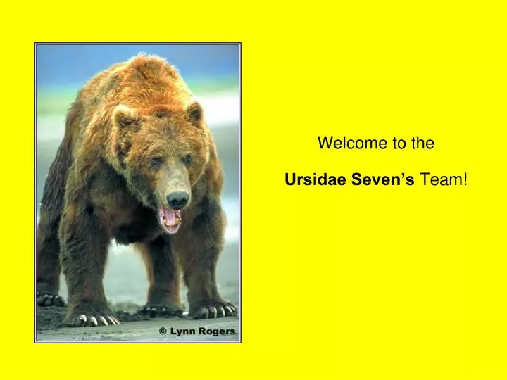 welcome to the ursidae seven s team