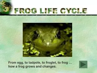 From egg, to tadpole, to froglet, to frog … how a frog grows and changes.