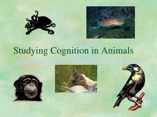 Studying Cognition in Animals