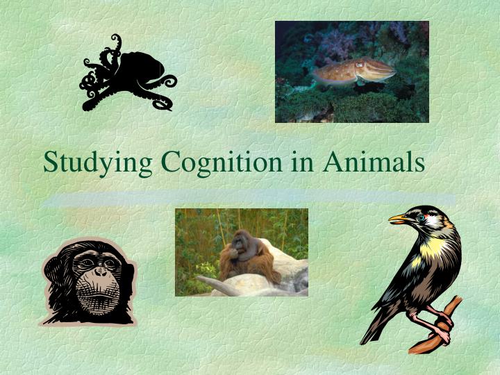 studying cognition in animals